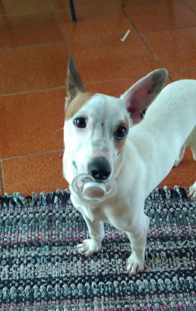 Cachorro ra a Fox paulistinha idade 7 a 11 meses nome Drikinha