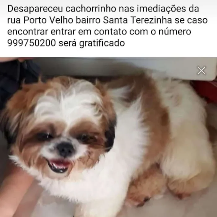 Cachorro raça shih-tzu idade 1 ano nome luke
