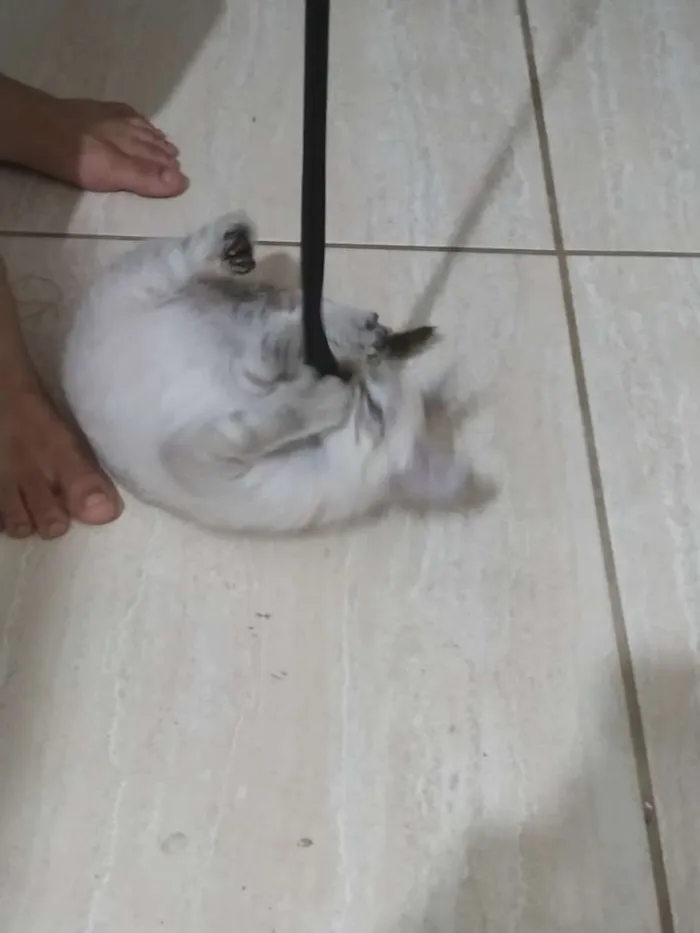 Gato raça  idade  nome Sem nome