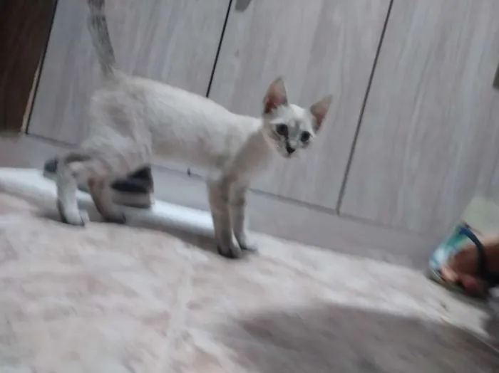 Gato raça  idade  nome Sem nome
