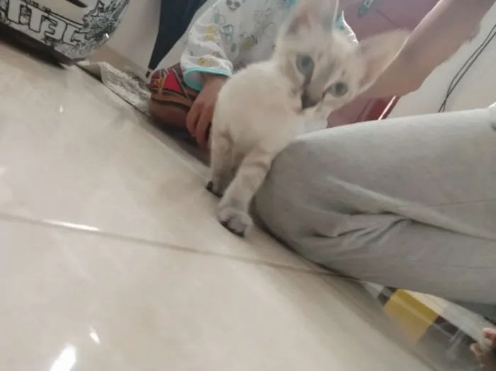 Gato raça  idade  nome Sem nome
