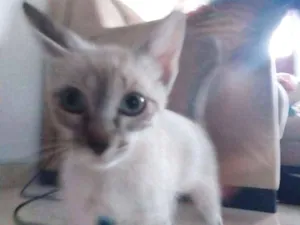 Gato raça  idade  nome Sem nome