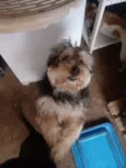 Tobynho