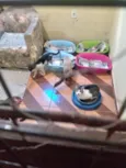 Lindo