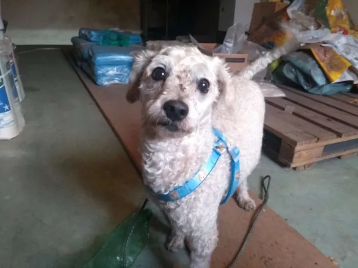 Cachorro ra a Poodle idade 1 ano nome Kinho