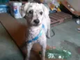 Kinho