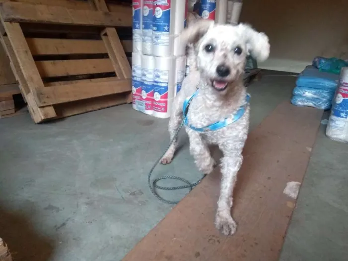 Cachorro ra a Poodle idade 1 ano nome Kinho
