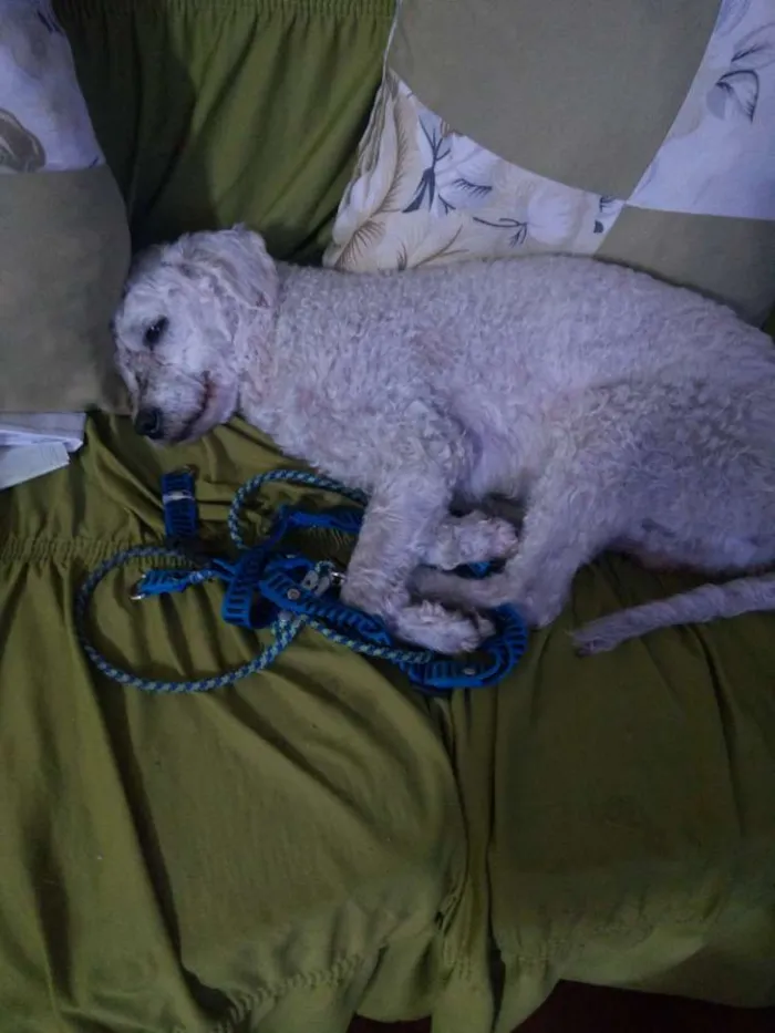 Cachorro ra a Poodle idade 1 ano nome Kinho
