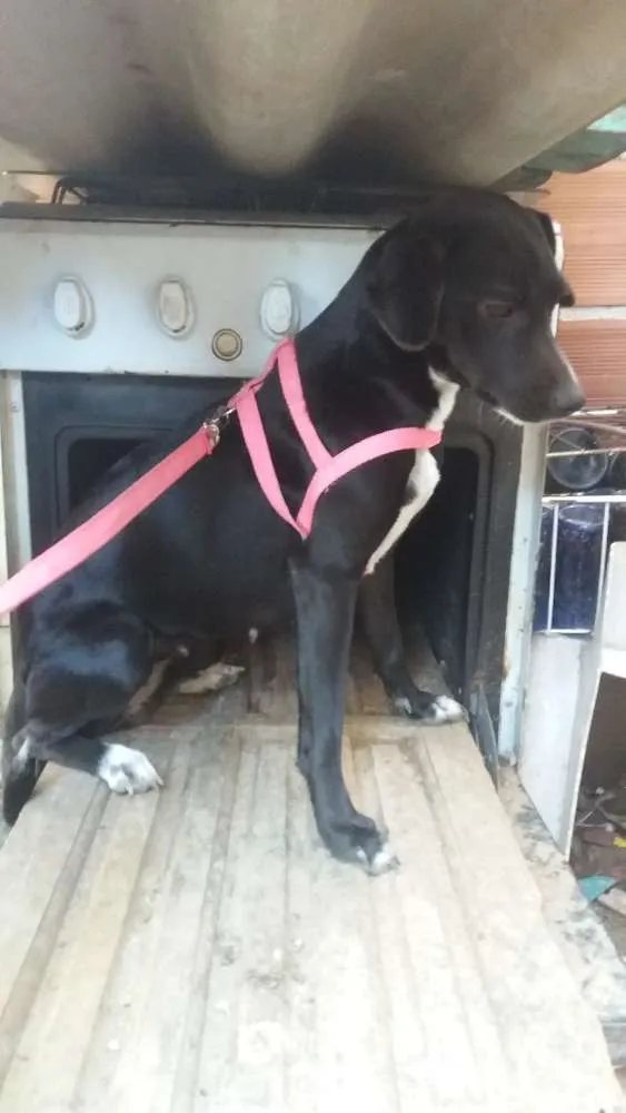 Cachorro ra a Vira lata idade 4 anos nome Mila