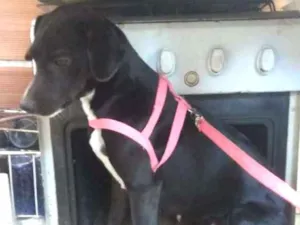 Cachorro raça Vira lata idade 4 anos nome Mila