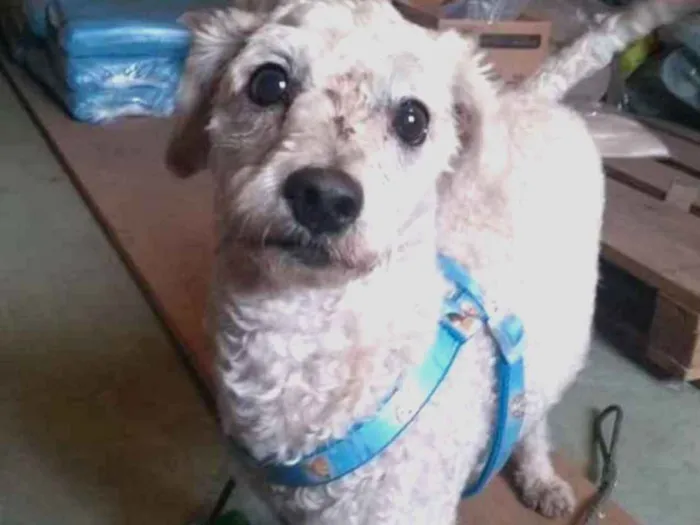 Cachorro ra a Poodle idade 1 ano nome Kinho