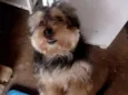 Tobynho