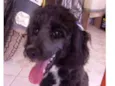 Pretinha