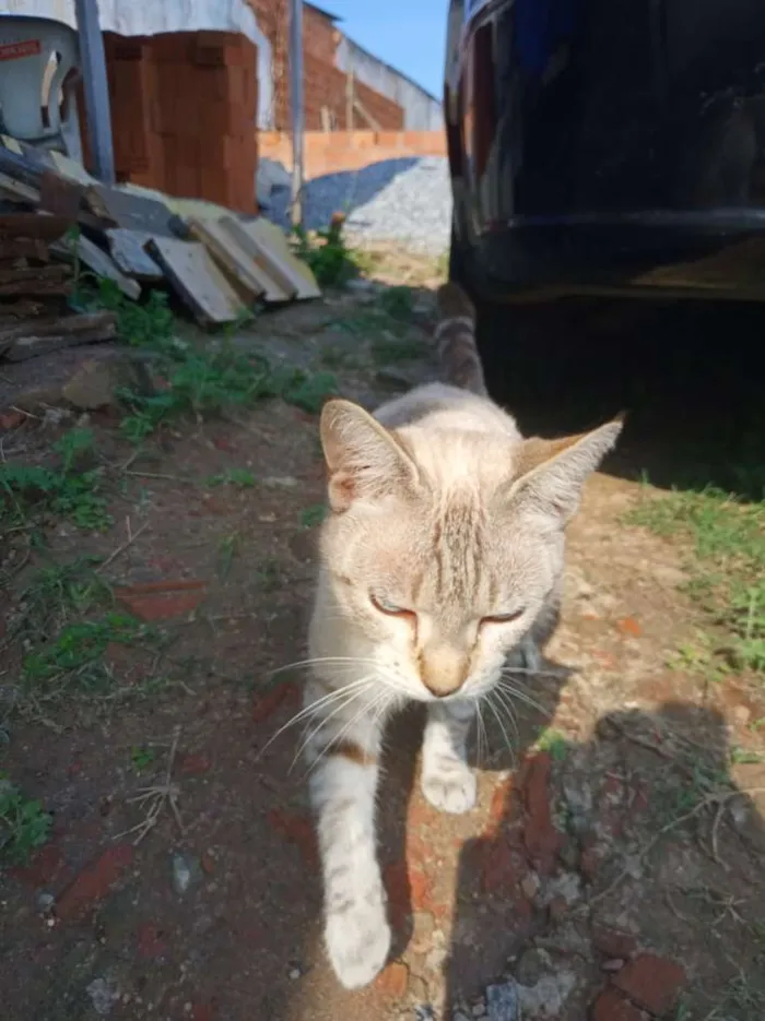 Gato raça Sialata idade 2 anos nome Fofinha