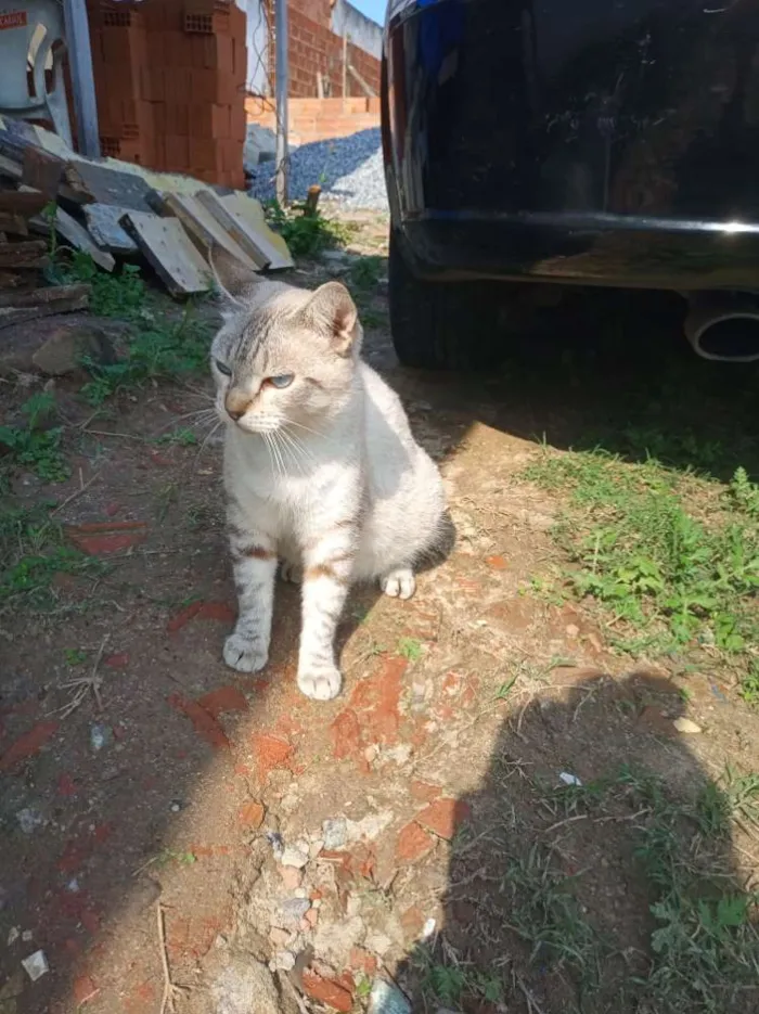 Gato raça Sialata idade 2 anos nome Fofinha