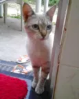 Fofinha