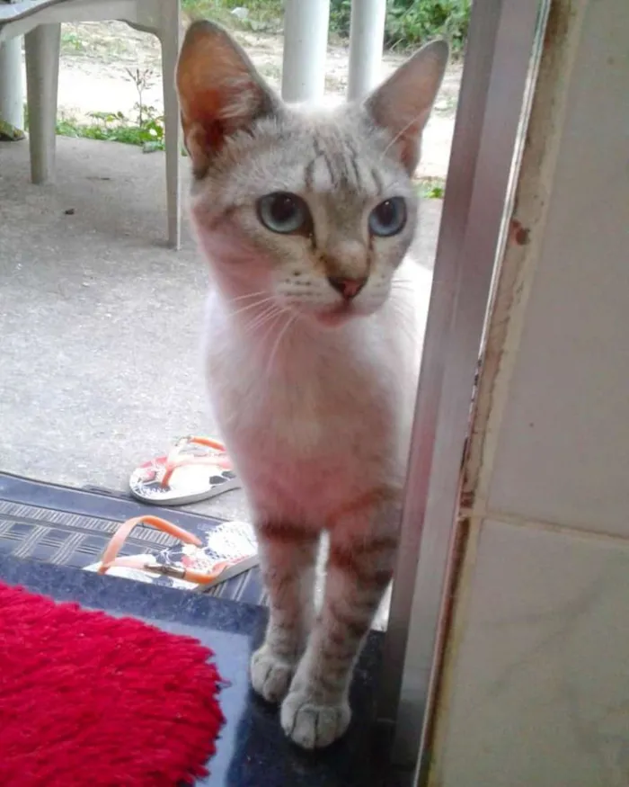 Gato raça Sialata idade 2 anos nome Fofinha