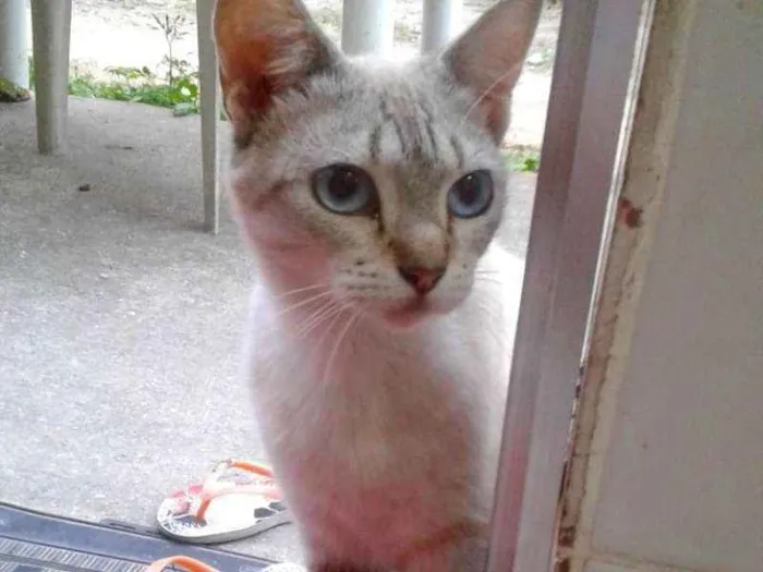 Gato raça Sialata idade 2 anos nome Fofinha