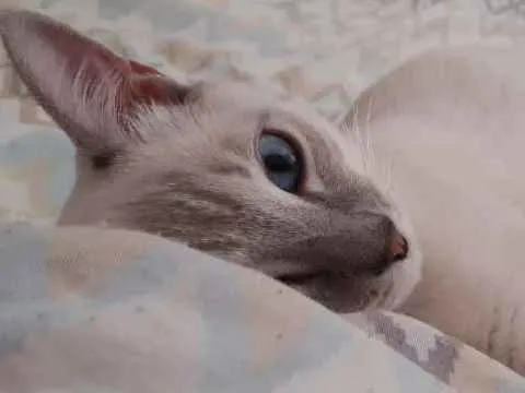 Gato ra a  idade 7 a 11 meses nome Blue