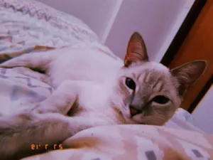Gato raça  idade 7 a 11 meses nome Blue