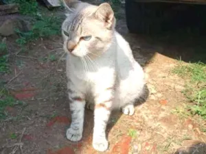 Gato raça Sialata idade 2 anos nome Fofinha