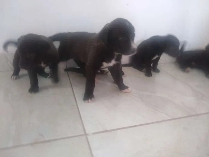 Cachorro ra a Vira lata idade Abaixo de 2 meses nome Sem nome 