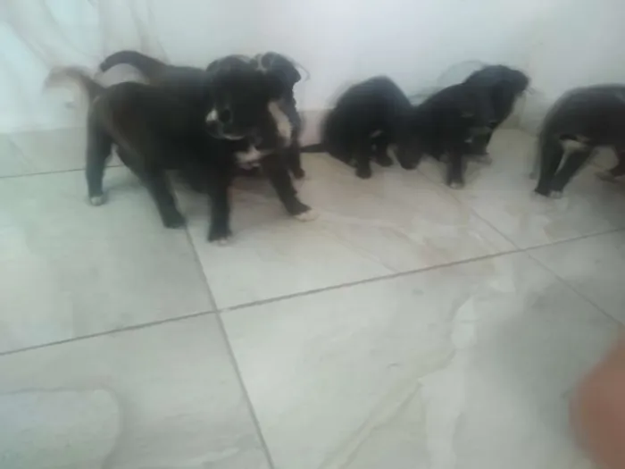 Cachorro ra a Vira lata idade Abaixo de 2 meses nome Sem nome 