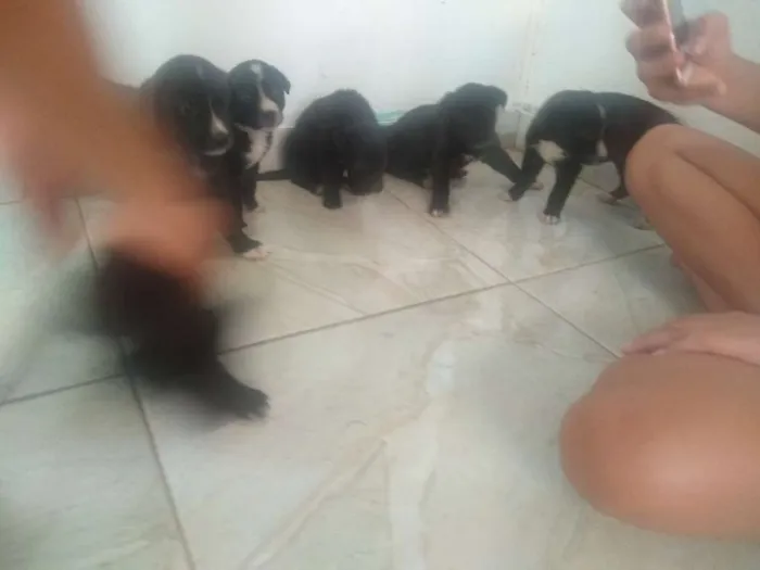 Cachorro ra a Vira lata idade Abaixo de 2 meses nome Sem nome 