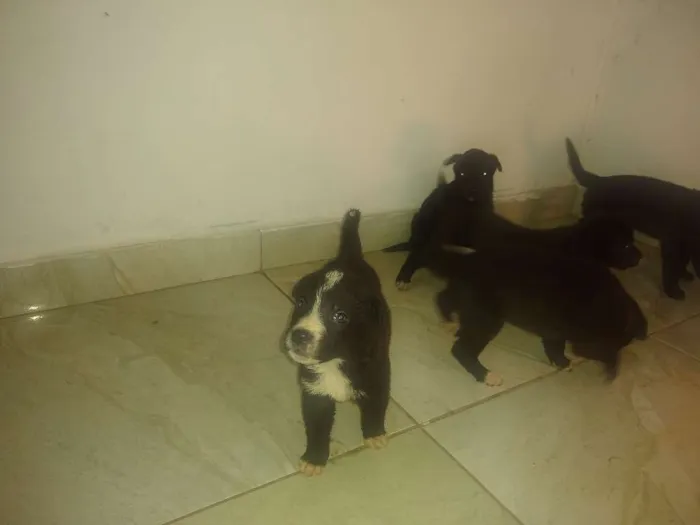 Cachorro ra a Vira lata idade Abaixo de 2 meses nome Sem nome 