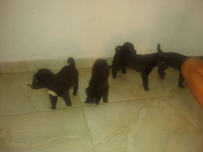Cachorro ra a Vira lata idade Abaixo de 2 meses nome Sem nome 