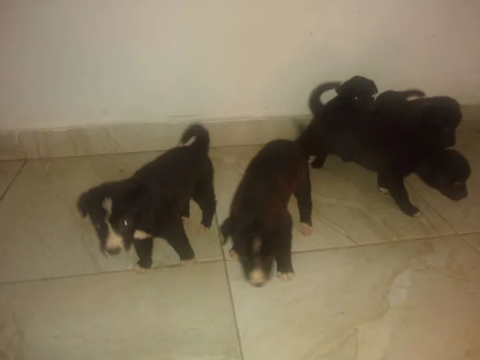 Cachorro ra a Vira lata idade Abaixo de 2 meses nome Sem nome 