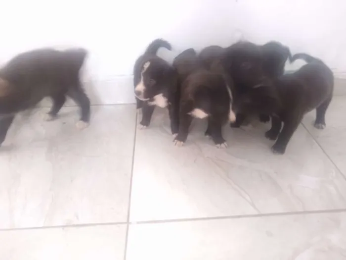 Cachorro ra a Vira lata idade Abaixo de 2 meses nome Sem nome 