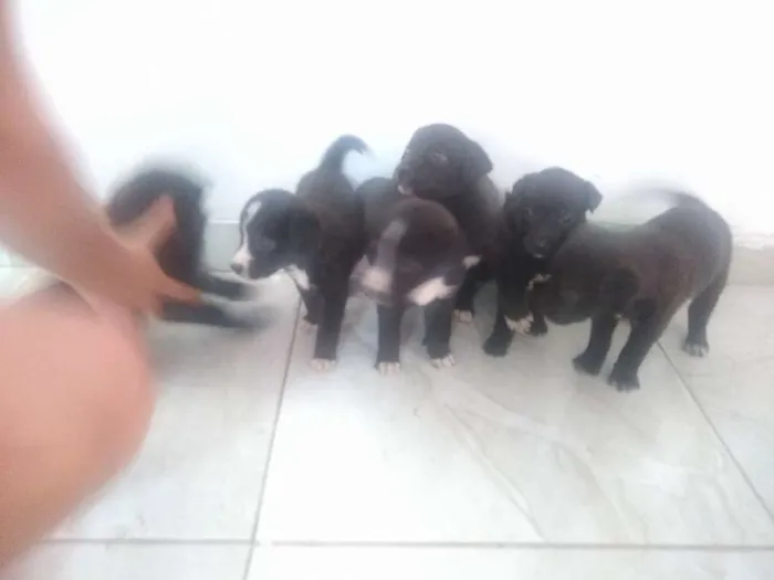 Cachorro ra a Vira lata idade Abaixo de 2 meses nome Sem nome 