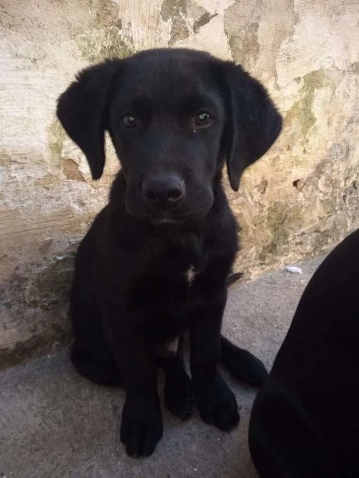 Cachorro raça Labrador idade 2 a 6 meses nome Jymmi