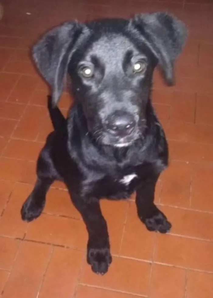 Cachorro raça Labrador idade 2 a 6 meses nome Jymmi