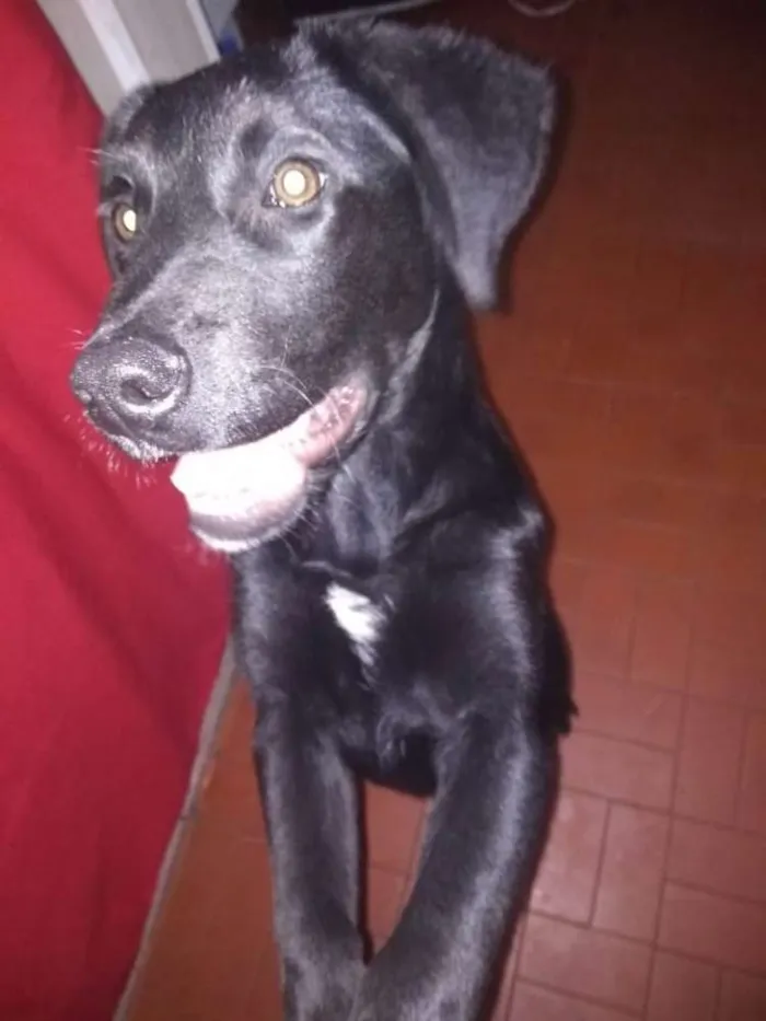 Cachorro raça Labrador idade 2 a 6 meses nome Jymmi