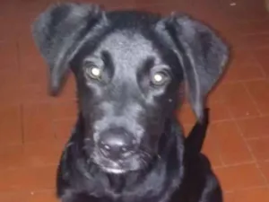 Cachorro raça Labrador idade 2 a 6 meses nome Jymmi