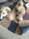 Lindos gatinhos