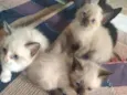 Lindos gatinhos