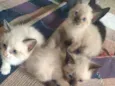 Lindos gatinhos