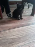 Lindos gatinhos
