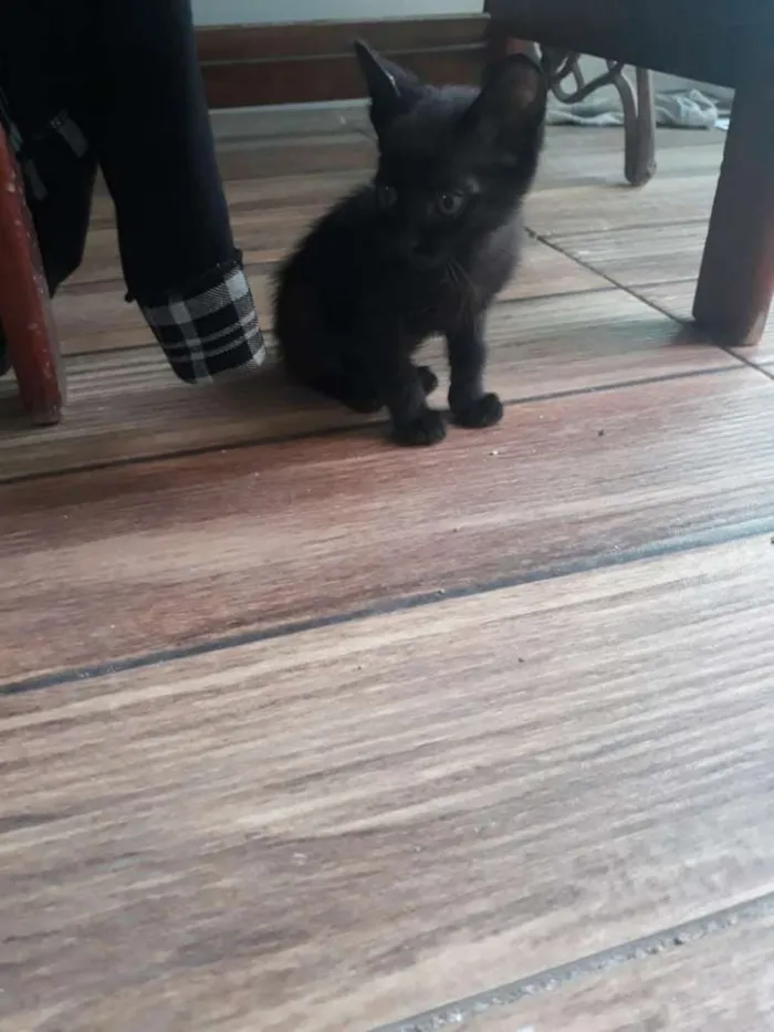 Gato ra a  idade 2 a 6 meses nome Lindos gatinhos