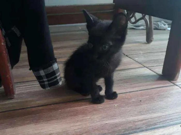 Gato ra a  idade 2 a 6 meses nome Lindos gatinhos
