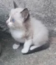 Lindos gatinhos