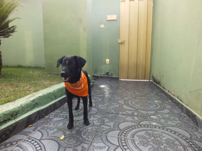 Cachorro raça SRD idade 7 a 11 meses nome IZA