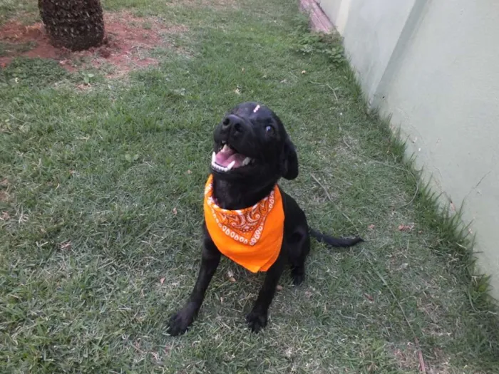 Cachorro raça SRD idade 7 a 11 meses nome IZA