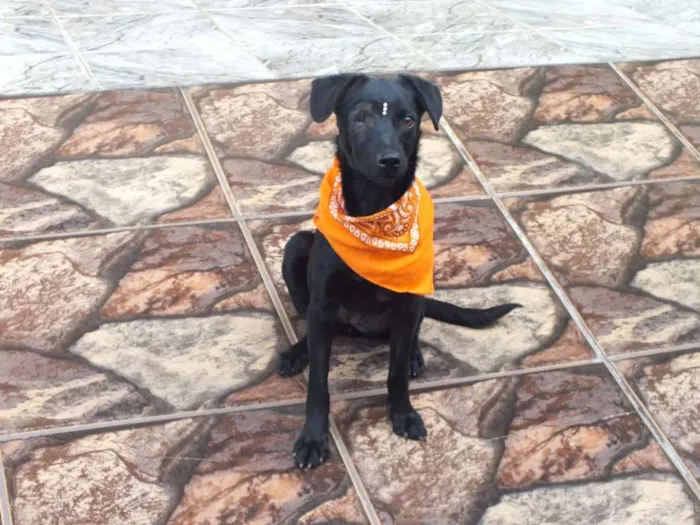 Cachorro raça SRD idade 7 a 11 meses nome IZA
