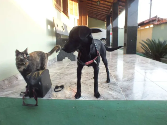 Cachorro raça SRD idade 7 a 11 meses nome IZA