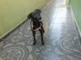 IZA
