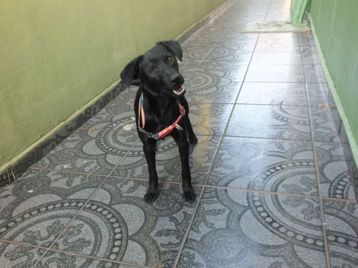Cachorro raça SRD idade 7 a 11 meses nome IZA